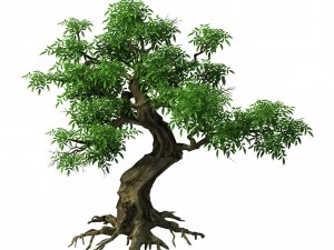 plant - green tree 5 Model 3D