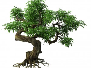 plant - green tree 7 Modèle 3D