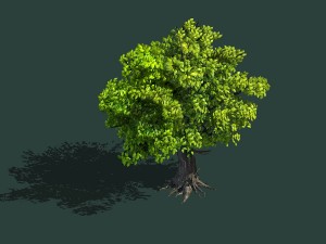 plant - green tree 8 3D Модель