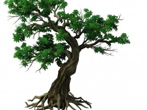 plant - green leaf tree 01 3D Model