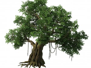 plant - banyan tree 01 3D Model