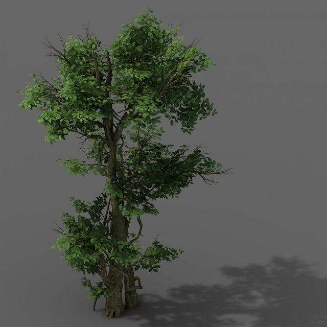 plant - banyan tree 03 Model 3D .c4d .max .obj .3ds .fbx .stl .blend 