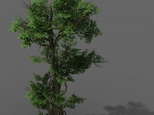 plant - banyan tree 03 3D Модель