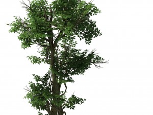 plant - banyan tree 03 Model 3D