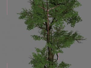 plant - banyan tree 03 3D Model