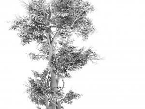 plant - banyan tree 04 3D Model