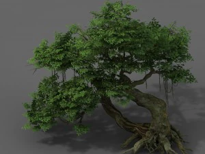 plant - banyan tree 04 3D Model