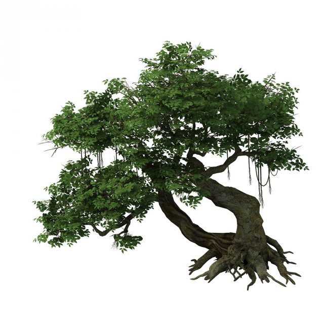 plant - banyan tree 04 3D 모델 .c4d .max .obj .3ds .fbx .stl .blend 