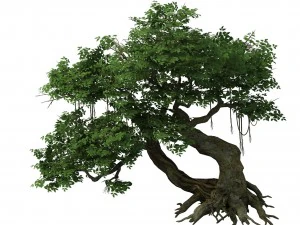 bitki - banyan ağacı 04 3D Model