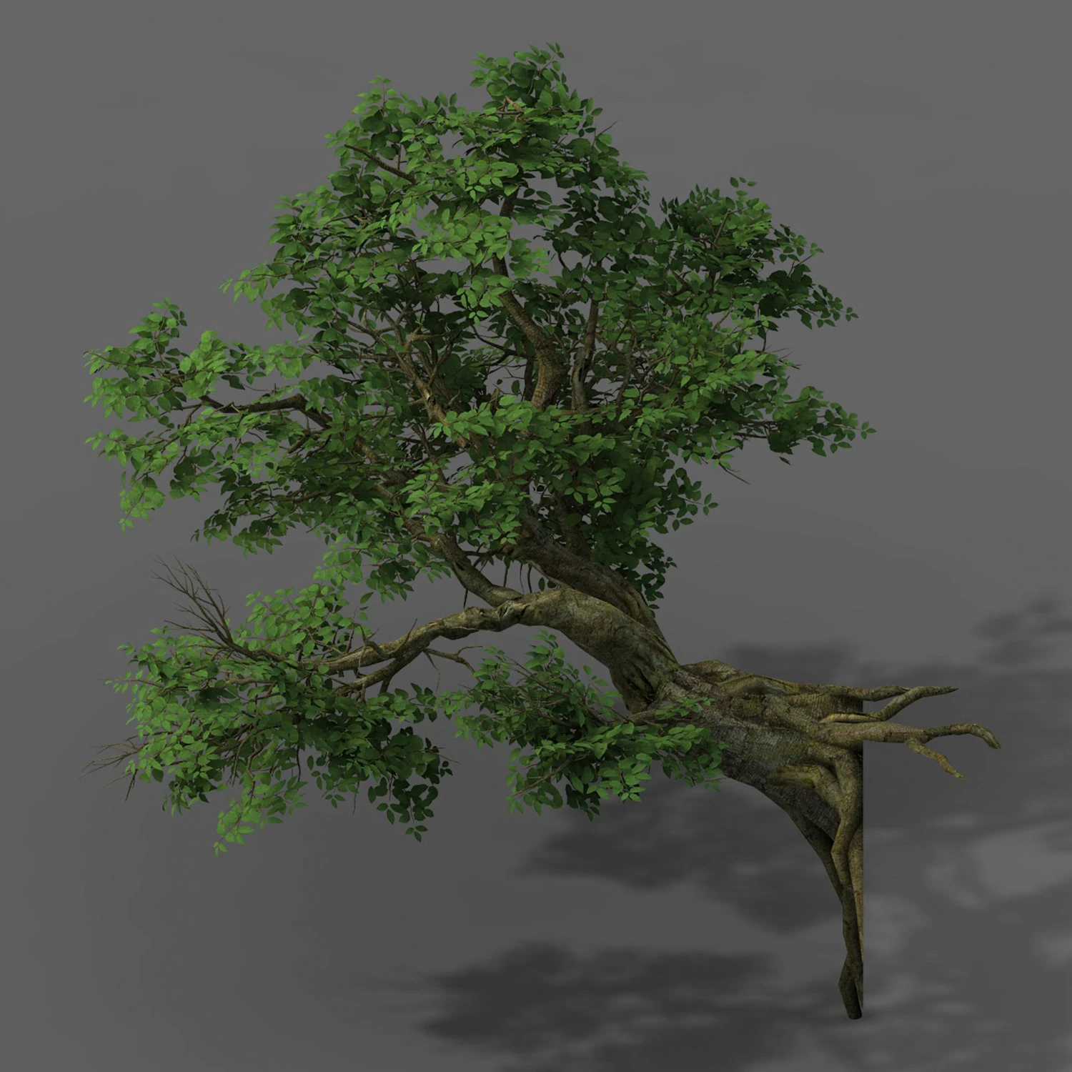 plant - banyan tree 05 3D Model .c4d .max .obj .3ds .fbx .stl .blend