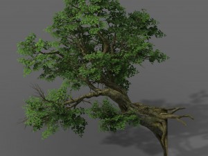 plant - banyan tree 05 3D Модель