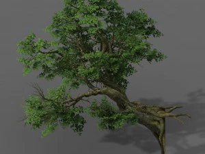 pianta - albero di banyan 05 Modello 3D