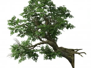 plant - banyan tree 05 3D Model