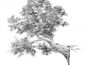 plant - banyan tree 05 3D Model