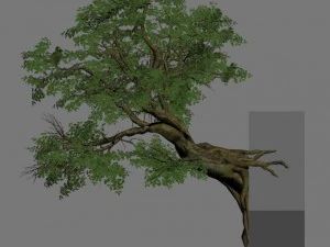 plant - banyan tree 05 3D Model
