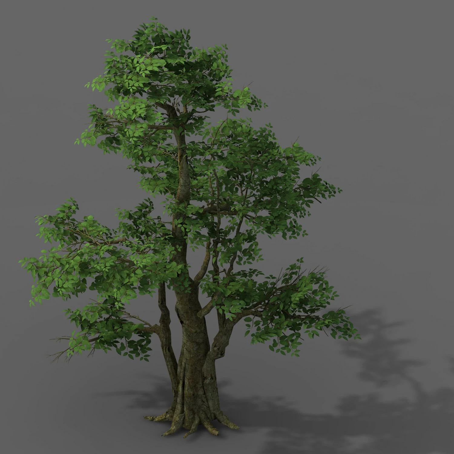 plant - banyan tree 06 3D Model .c4d .max .obj .3ds .fbx .stl .blend