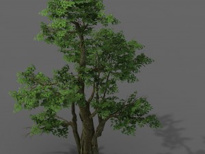 plant - banyan tree 06 3D Модель