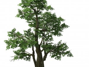 plant - banyan tree 06 Modèle 3D