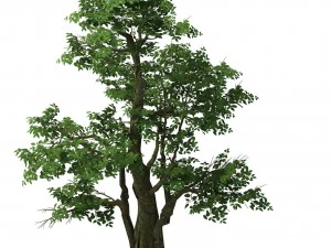 plant - banyan tree 06 3D Model