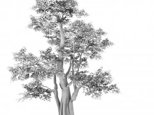 plant - banyan tree 06 3D Model