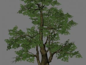 plant - banyan tree 06 3D Model