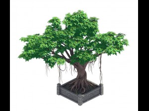 plant - banyan tree 15 3Dモデル