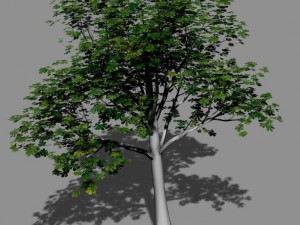 plant - tree 16 3D Model