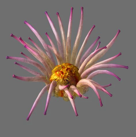 game model - seabed - biology 3D Model .c4d .max .obj .3ds .fbx .stl .blend 