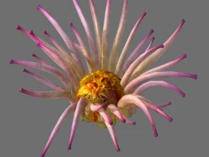 ігрова модель - морське дно - біологія 3D Модель