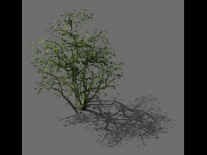game model - forest - shrubs 08 3D Модель
