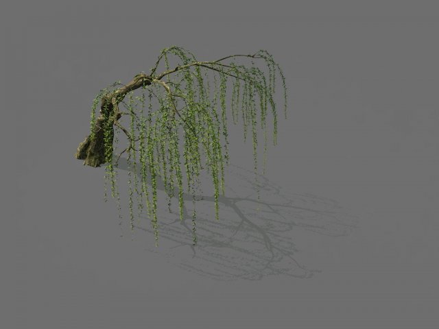 game model - forest - willow 01 Modello 3D .c4d .max .obj .3ds .fbx .stl .blend 