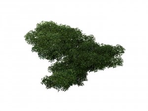 game model - forest - tree 14 3D 模型