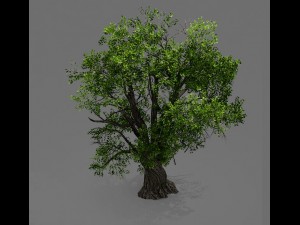 game model - forest - tree 04 3D Модель