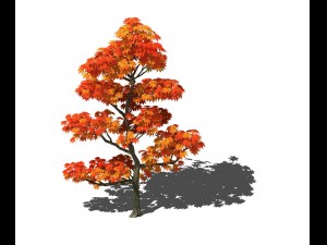 game models - forest trees - maple leaf 3D Model
