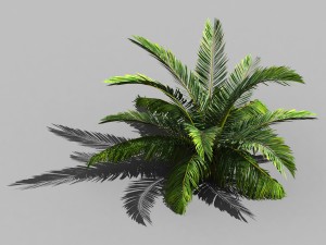 game model - forest - coconut tree 01 3D Model