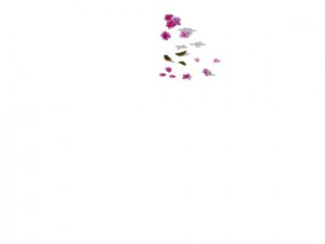 peach blossom island - surface 03 Modello 3D