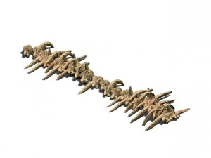 deserto - f&oacute;sseis &oacute;sseos Modelo 3D