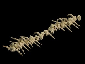 desert - bone fossils 3D Модель