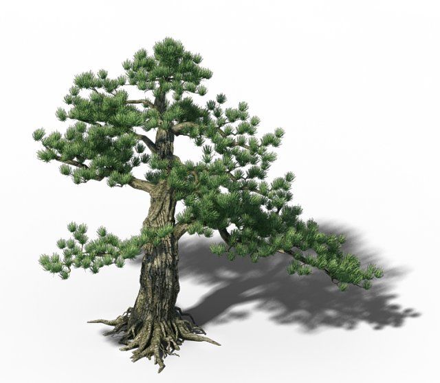 big tree - white chishan - pine 02 3D Model .c4d .max .obj .3ds .fbx .stl .blend 