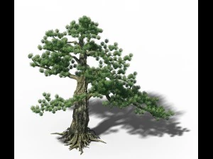 gro&szlig;er Baum - wei&szlig;er Chishan - Kiefer 02 3D Modell