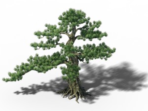 big tree - white chishan - pine 02 3D Model