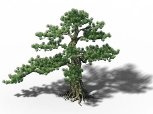 big tree - white chishan - pine 02 3D Model