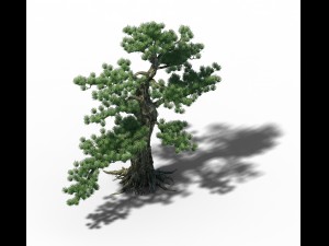 big tree - white chishan - pine 02 3D Model
