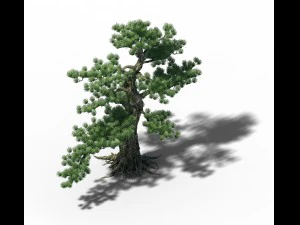 big tree - white chishan - pine 02 3D Model