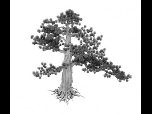 big tree - white chishan - pine 02 3D Model