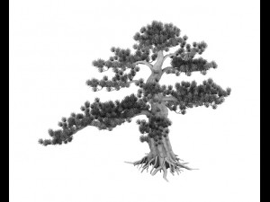 big tree - white chishan - pine 02 3D Model