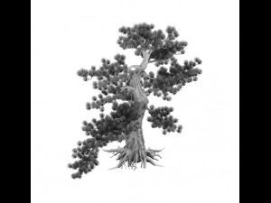 big tree - white chishan - pine 02 3D Model