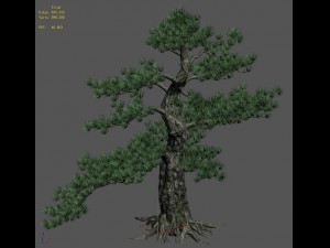 big tree - white chishan - pine 02 3D Model