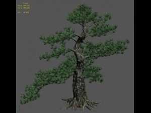 big tree - white chishan - pine 02 3D Model