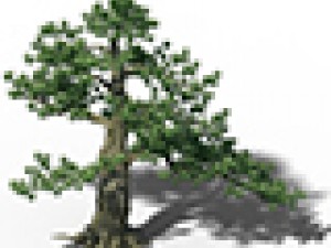 big tree - white chishan - pine 02 3D Model